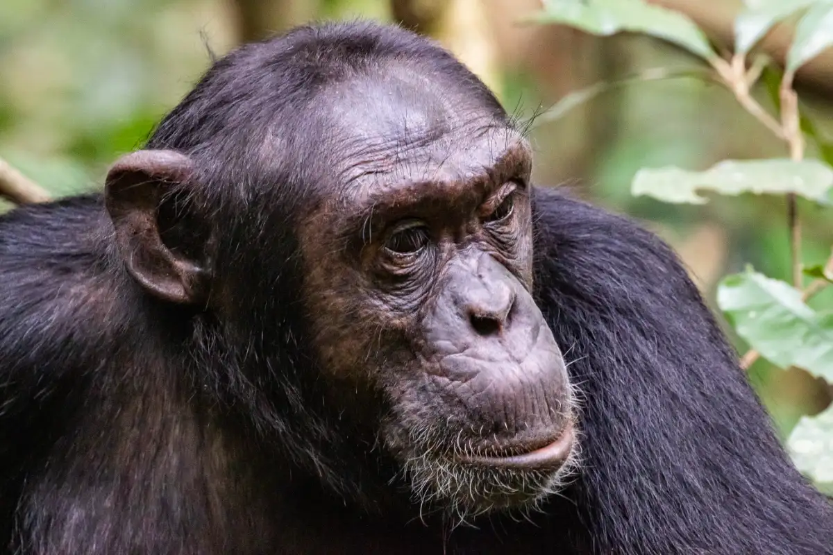 12Day Gorilla and Chimp trekking in Uganda